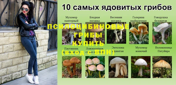 индика Бородино